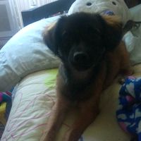 kiss_animals