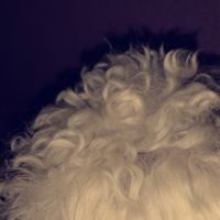b.bxlla0