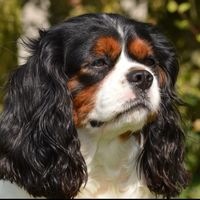 jewellechien