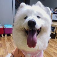 原聲