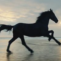 __horse__fans__