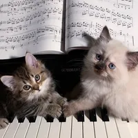 original sound - zainab19h