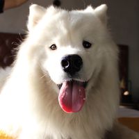 biffthesamoyed