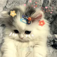 original sound - kittenheal