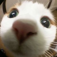lilamaesse