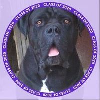 canecorsodragasani