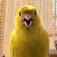 canary.kanarienvg