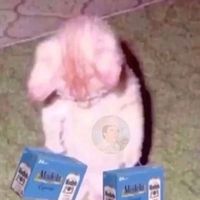 original sound
