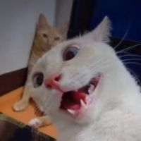 ton.histoire.tiktok.fr