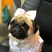 rosecamposdeolive