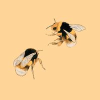 x.bumble..bee.x