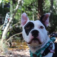 pongothebully
