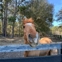crazyequestrian5