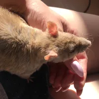 original sound - darinkkkk