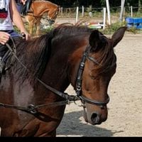 my_lovelyy_horse
