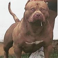 thorfabricademonstros