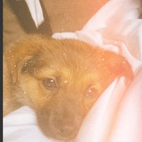 coco_the_puppy_1_