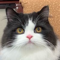 bo.the.hobbit