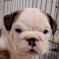 jerrywasabulldog