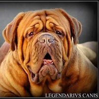 legendarivs_canis