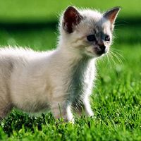 gentedimarecheseneva