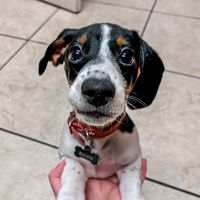 hans_gruber_the_goober