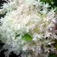 original sound - kajolmia841