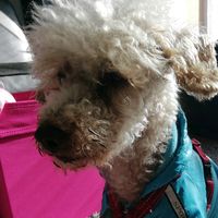 the_dog_snoopy_1234