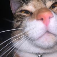 fleetwoodmac_and_cheese_