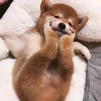 original sound - funnyanimals997