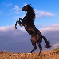 horselove2213