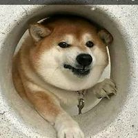 dankmemeology