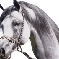 original sound - s99ch99