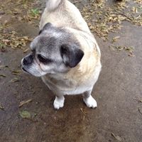 peach.pug