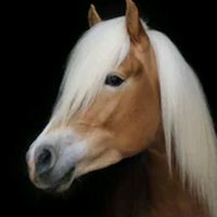 _edits_horse_
