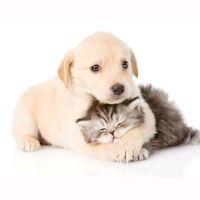 dogsecats0