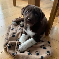 original sound - kalithecollielab