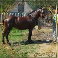 andras78990