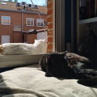 rain_meow_meow