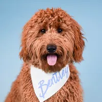 Guard Dog Test minidoodlebentley