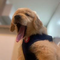 percy.thegolden