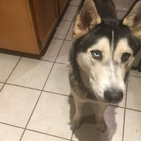 lpsaquapawscutiepotato