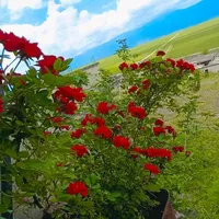 original sound - adelt.m.x.63