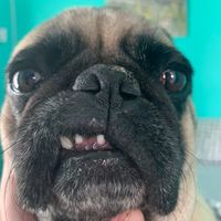 artificialchugpug