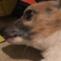 dogo1000000