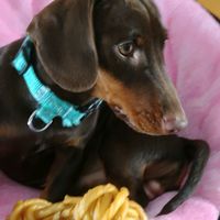 oreo_thedog91