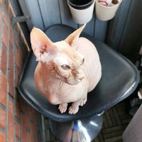 nya_the_sphynx