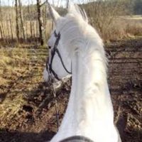 one_equestrian