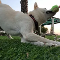 original sound - chanelthedog_