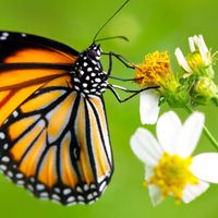 honey._buterfly